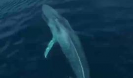 蓝鲸视频,揭秘海洋生物的神秘世界