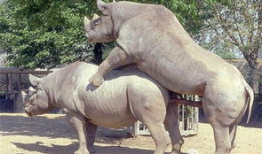 动物性爱视频,一场自然界的爱恋盛宴