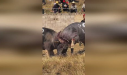 牛视频,揭秘短视频时代的魅力与挑战